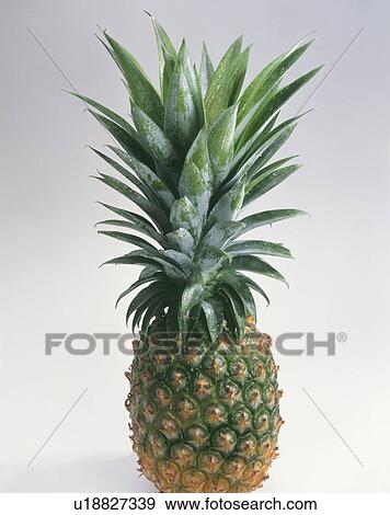 Stock Photo - Pineapple. Fotosearch