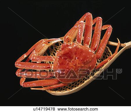 Snow Crab View Large Photo Image Stock Photo - Snow Crab. Fotosearch