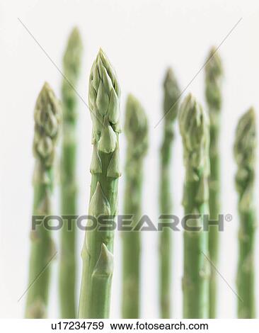 Asparagus View Large Photo Image Stock Photo - Asparagus. Fotosearch