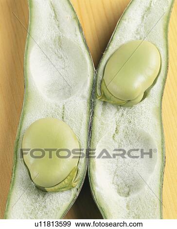 Stock Photo - Broad Bean. Fotosearch