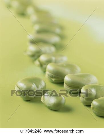 Stock Photo - Broad Bean. Fotosearch