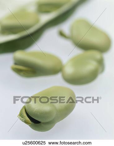 Broad Bean View Large Photo Image Stock Photography - Broad Bean. Fotosearch