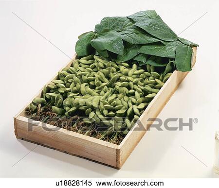 Stock Photography - Green Soybeans. Fotosearch