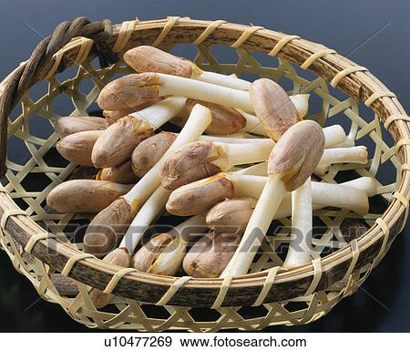 Peanut Sprout View Large Photo Image Stock Photo - Peanut Sprout. Fotosearch