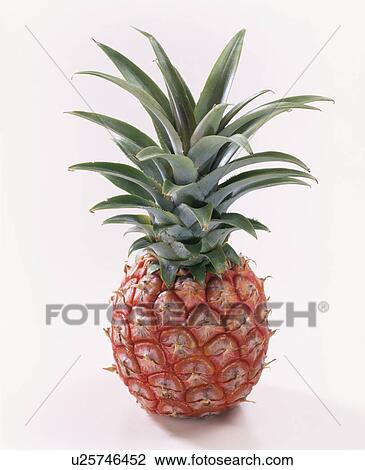 Stock Image - Pineapple. Fotosearch