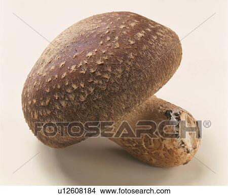 Shiitake Mushroom View Large Photo Image Picture - Shiitake Mushroom. Fotosearch