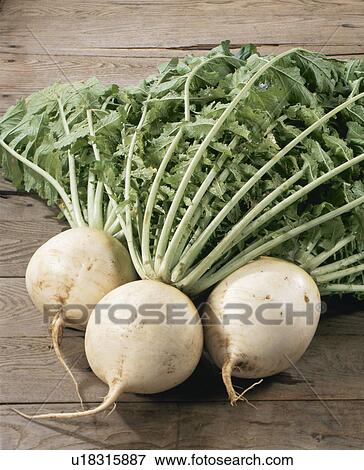 Stock Photo - Shogo-In Turnip. Fotosearch