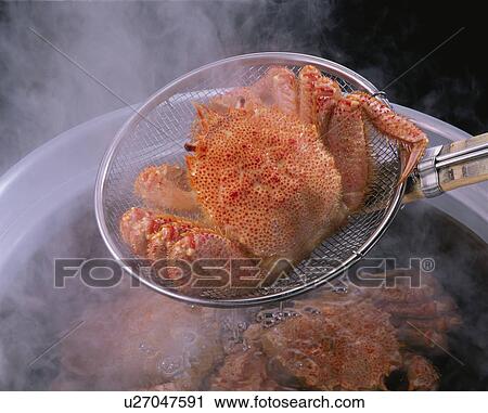 Stock Image - Boiled Hairy Crab. Fotosearch
