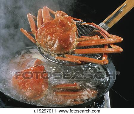 Stock Image - Snow Crab. Fotosearch