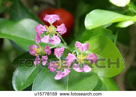 Acerola View Large Photo Image Stock Photo - Acerola. Fotosearch