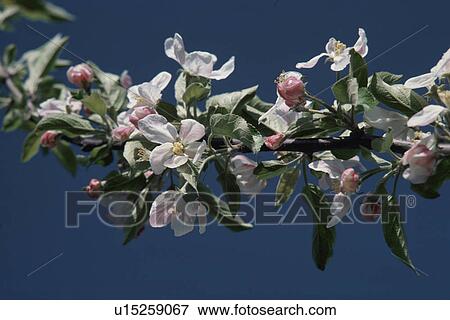 Apple, Flower, View Large Photo Image Stock Photo - Apple, Flower,. Fotosearch