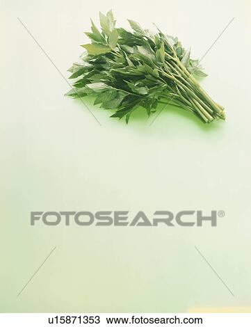 Ashitaba Leaf View Large Photo Image Stock Image - Ashitaba Leaf. Fotosearch