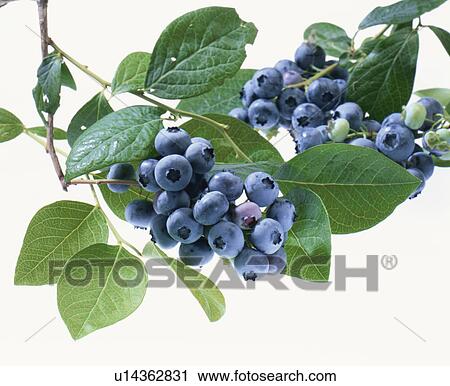 Stock Image - Blueberry. Fotosearch