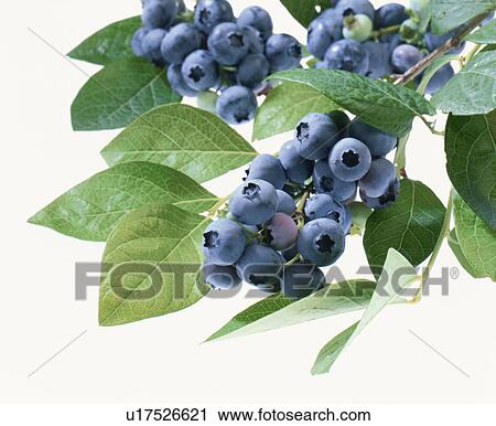 Stock Image - Blueberry. Fotosearch