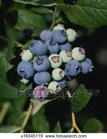 Stock Photo - Blueberry. Fotosearch