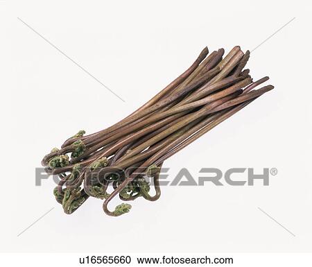 Bracken View Large Photo Image Stock Image - Bracken. Fotosearch