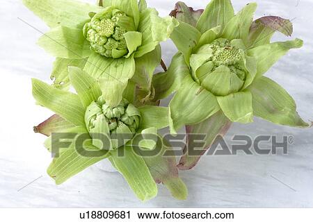Stock Image - Butterbur Scape. Fotosearch