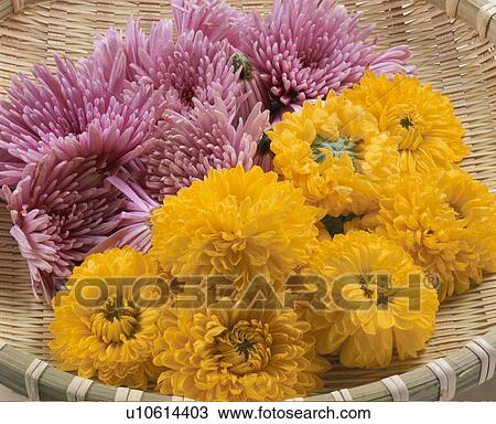 Stock Image - Chrysanthemum. Fotosearch