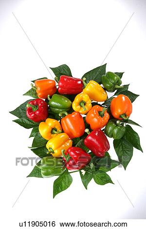 Stock Photograph - Color Green Pepper. Fotosearch