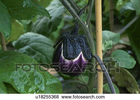 Stock Photo - Egg Plant, Neon,.. Fotosearch