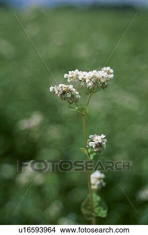 Flower Of Buckwheat View Large Photo Image Picture - Flower Of Buckwheat. Fotosearch