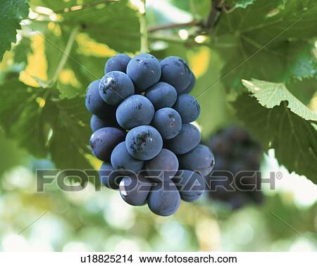 Picture - Grape, Pione,. Fotosearch