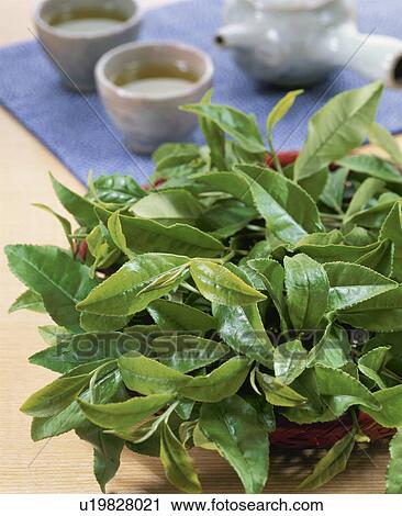 Green Tea Leaf View Large Photo Image Stock Image - Green Tea Leaf. Fotosearch