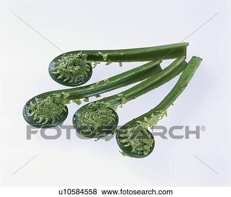 Japanese, Wild Grass, Edible Wild Plants, Fern, Food and Drink View Large Photo Image Stock Photo - Japanese, Wild Grass, Edible Wild Plants, Fern, Food and Drink. Fotosearch
