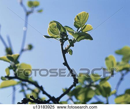 Kiwi Berry View Large Photo Image Stock Photography - Kiwi Berry. Fotosearch