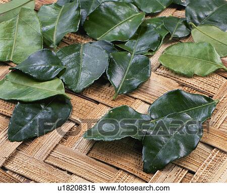 Lime Leaf View Large Photo Image Stock Photography - Lime Leaf. Fotosearch