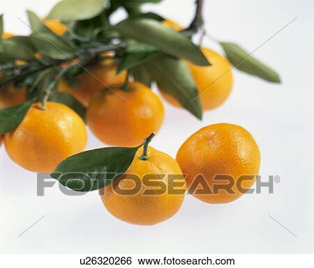 Mandarin Orange View Large Photo Image Stock Photograph - Mandarin Orange. Fotosearch