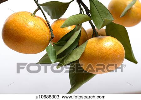Stock Image - Mandarin Orange With Leaf. Fotosearch