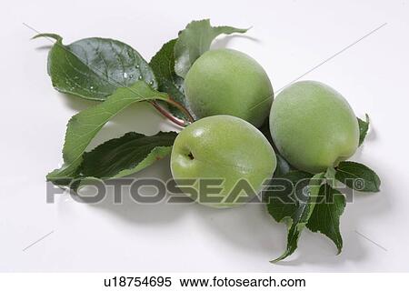 Ome, Blue Plum View Large Photo Image Stock Photography - Ome, Blue Plum. Fotosearch