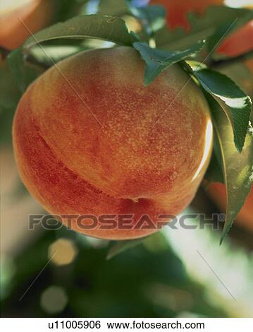 Peach, Yawata Hakuho, View Large Photo Image Stock Photograph - Peach, Yawata Hakuho,. Fotosearch