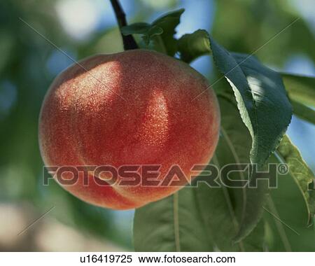 Peach, Yawata Hakuho, View Large Photo Image Stock Photography - Peach, Yawata Hakuho,. Fotosearch
