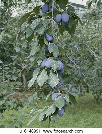 Stock Image - Prune. Fotosearch