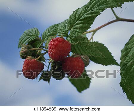 Stock Photo - Raspberry. Fotosearch