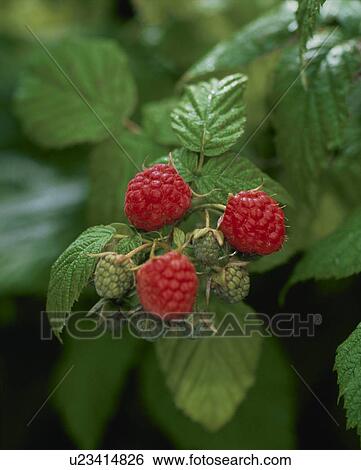 Stock Photograph - Raspberry. Fotosearch