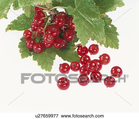Red Currant View Large Photo Image Stock Photo - Red Currant. Fotosearch