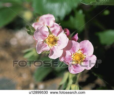 Stock Image - Strawberry. Fotosearch