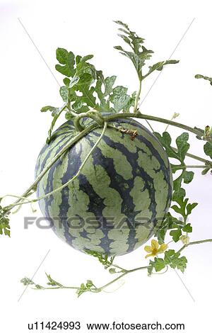 Watermelon View Large Photo Image Stock Image - Watermelon. Fotosearch
