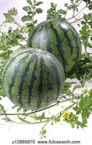 Watermelon View Large Photo Image Stock Image - Watermelon. Fotosearch