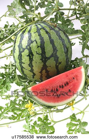 Stock Photo - Watermelon. Fotosearch