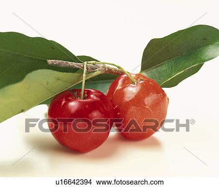 Picture - Acerola. Fotosearch