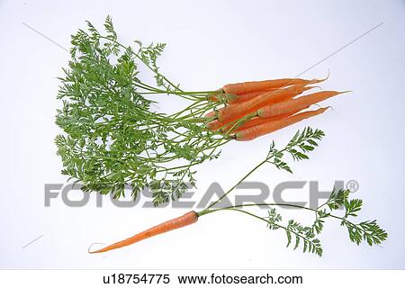 Stock Photography - Baby Carrot. Fotosearch