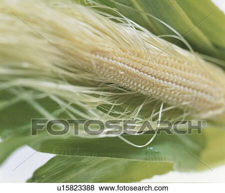 Baby Corn View Large Photo Image Stock Photo - Baby Corn. Fotosearch