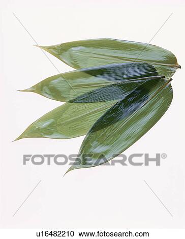 Bamboo Grass View Large Photo Image Stock Image - Bamboo Grass. Fotosearch