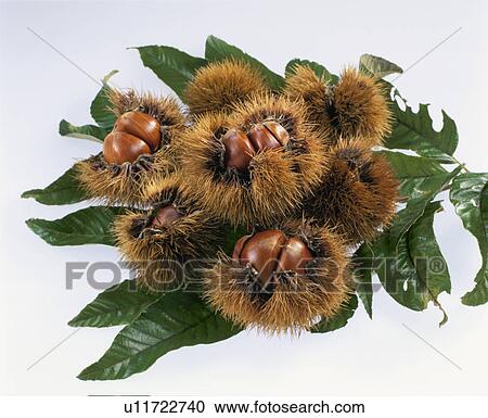 Stock Image - Chestnut. Fotosearch