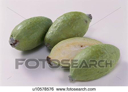 Stock Photograph - Feijoa. Fotosearch