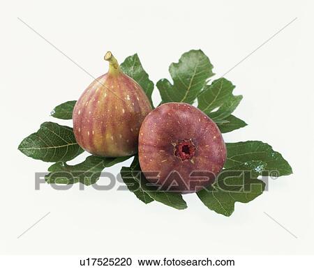 Stock Image - Fig. Fotosearch